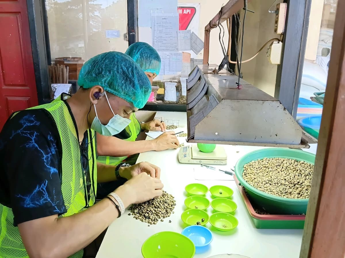 Coffee Bean Grading & Sorting