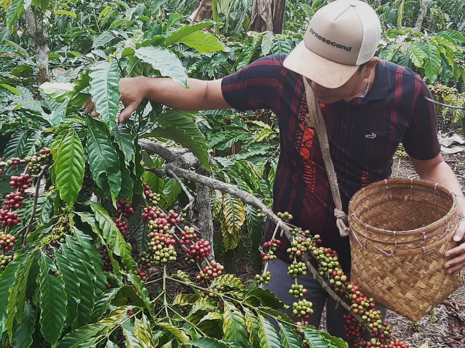 Coffee Growers